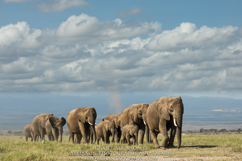 Elephants - Copyright © Grant Atkinson